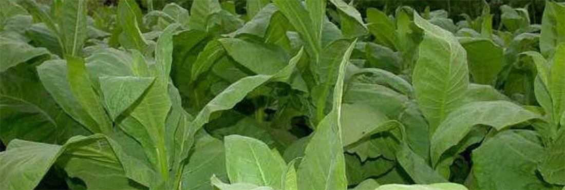 Mesin Tanam Tembakau